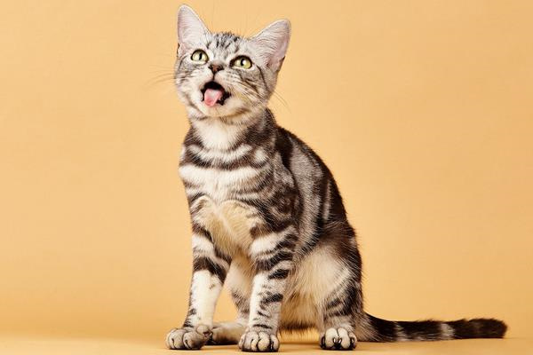 济南高新区美短猫宠物店附近的位置 济南美短猫多少钱可以买？