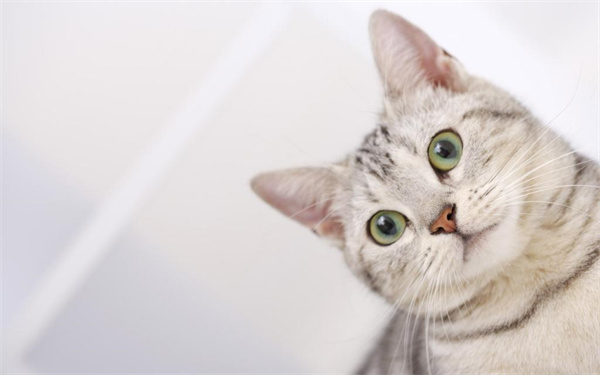 济南历城区在哪里有卖美短猫的猫咖-一般多少钱？