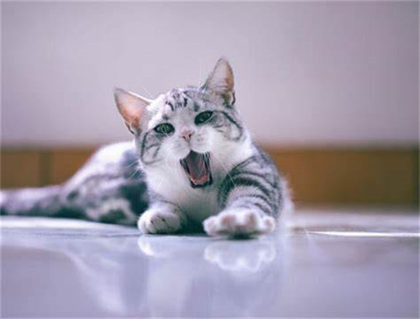 天津在哪里有美短猫卖——有知道什么价格吗？