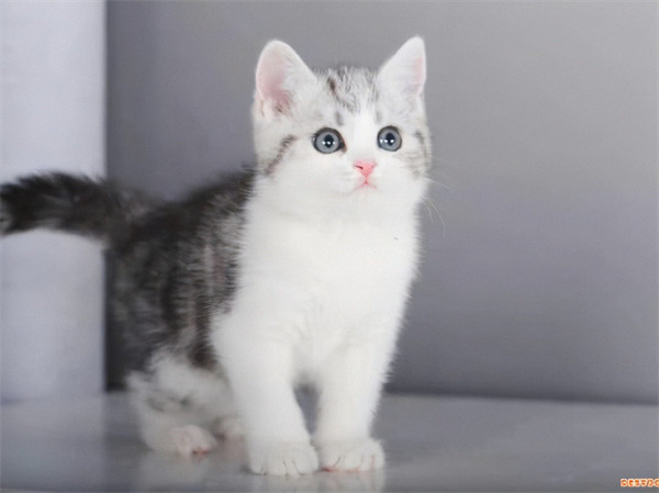 济南高新区美短猫宠物店附近的位置？济南美短猫最便宜多少钱？