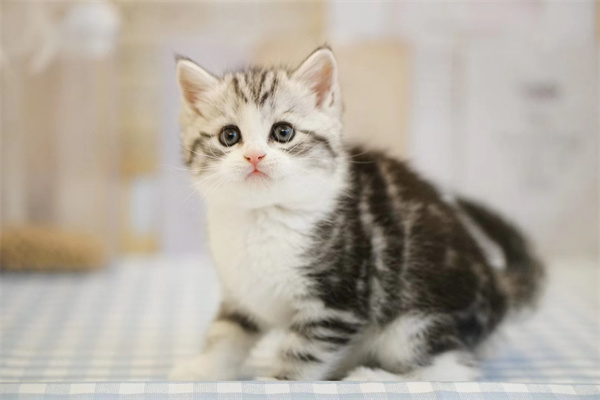 广州在哪里有美短猫卖 天河区哪里有？