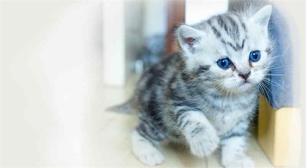 济南高新区美短猫宠物店附近的位置-济南美短猫什么价钱？