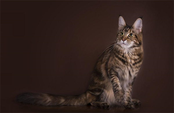 西宁城西区森林猫附近哪里有，西宁森林猫普遍价位是多少？